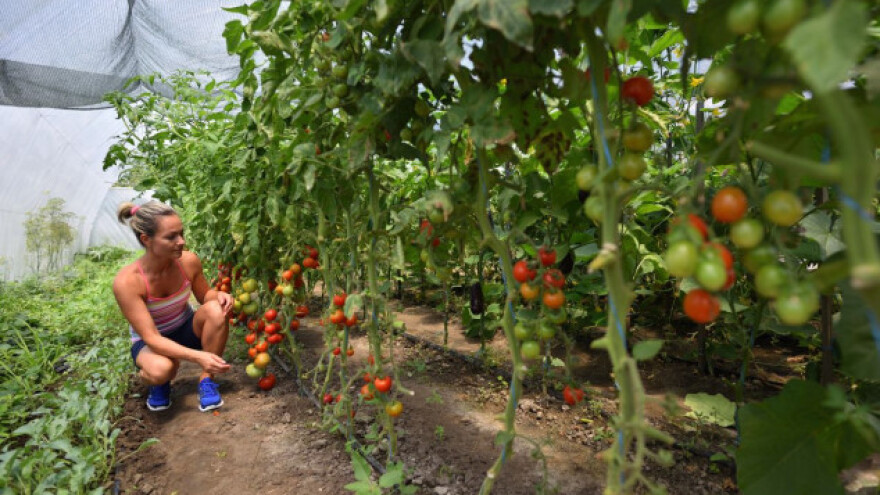 Danas na dobroj cijeni pir, kvinoja, baby povrće