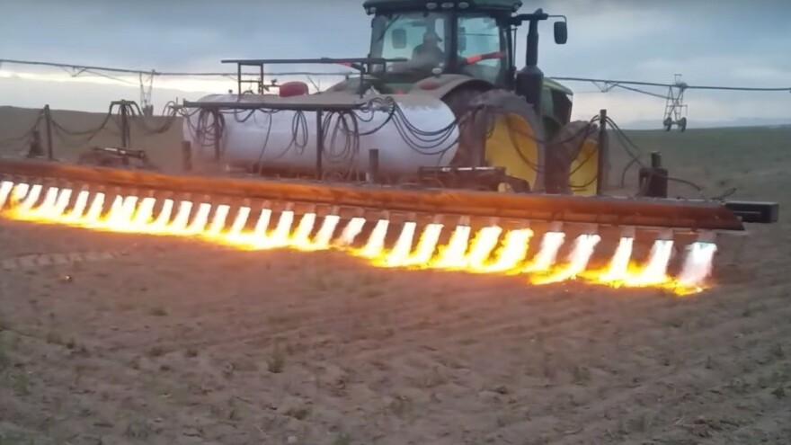 Bacačem plamena protiv korova u ekološkoj poljoprivredi?