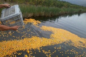Umjesto u Neretvi - mandarine na kućnom pragu?