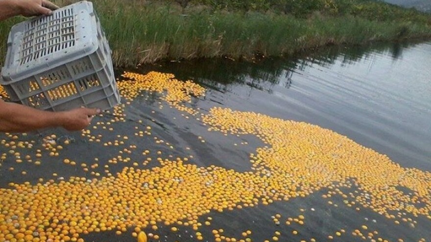 Umjesto u Neretvi - mandarine na kućnom pragu?