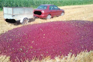 Bacio cijeli urod višnje jer ga nitko ne želi otkupiti!