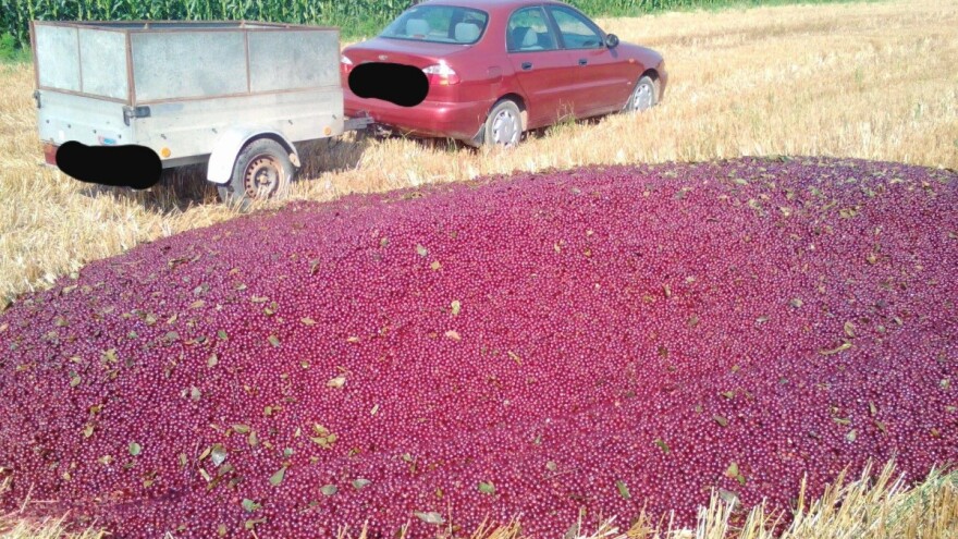 Bacio cijeli urod višnje jer ga nitko ne želi otkupiti!