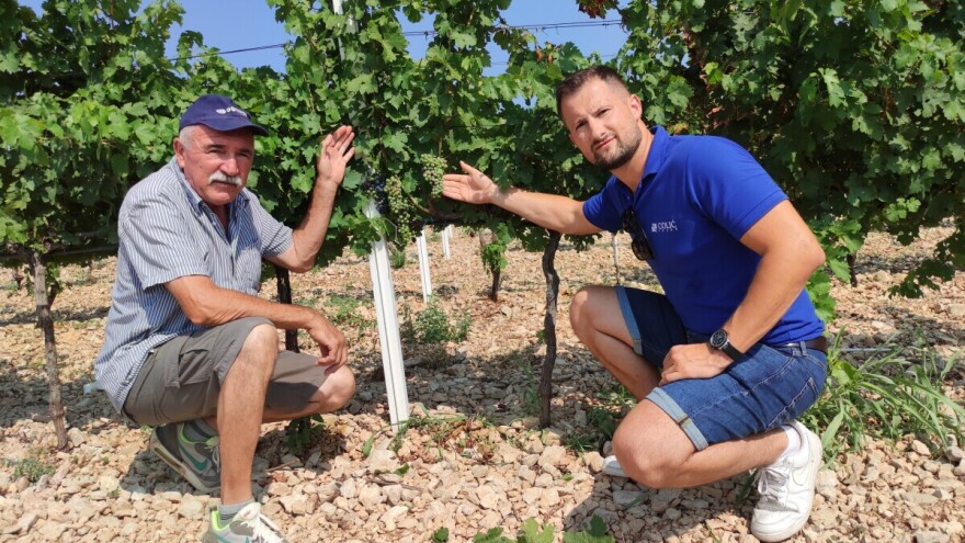 Kako je Božo Bačić spasio 70.000 trsova od toplinskog vala?