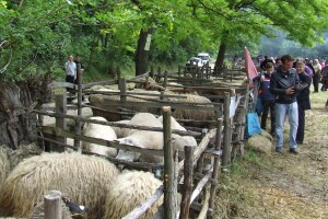 "Sabor bačijara" 11. maja u selu Stamnica