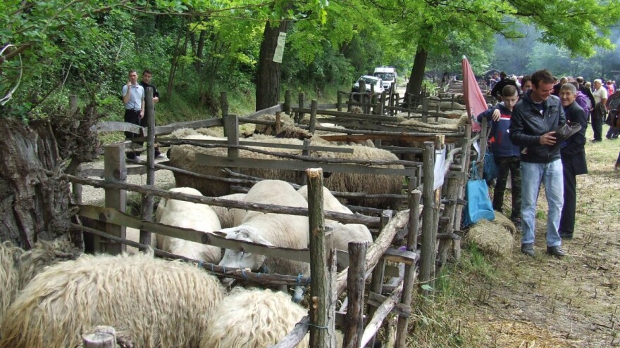 "Sabor bačijara" 11. maja u selu Stamnica