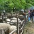 Bačija - izložba najkvalitetnijih rasa ovaca 7. maja
