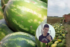 Bacili 25 tona lubenica jer ih nemaju kome prodati