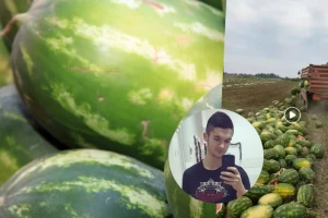 Bacili 25 tona lubenica jer ih nemaju kome prodati