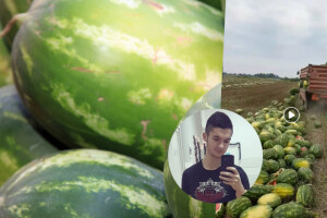 Bacili 25 tona lubenica jer ih nemaju kome prodati