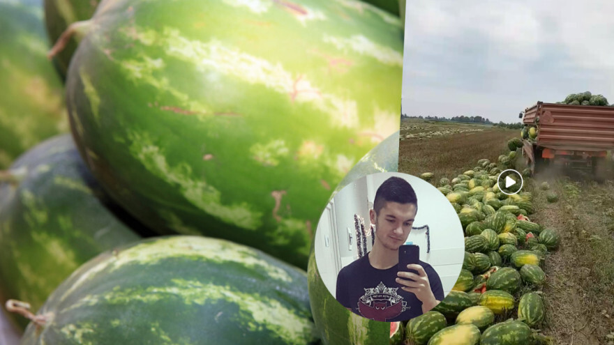 Bacili 25 tona lubenica jer ih nemaju kome prodati