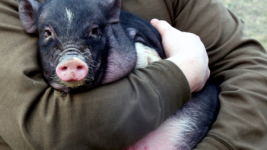 Neobičan ljubimac: Živi u stanu sa svinjom od 65 kilograma