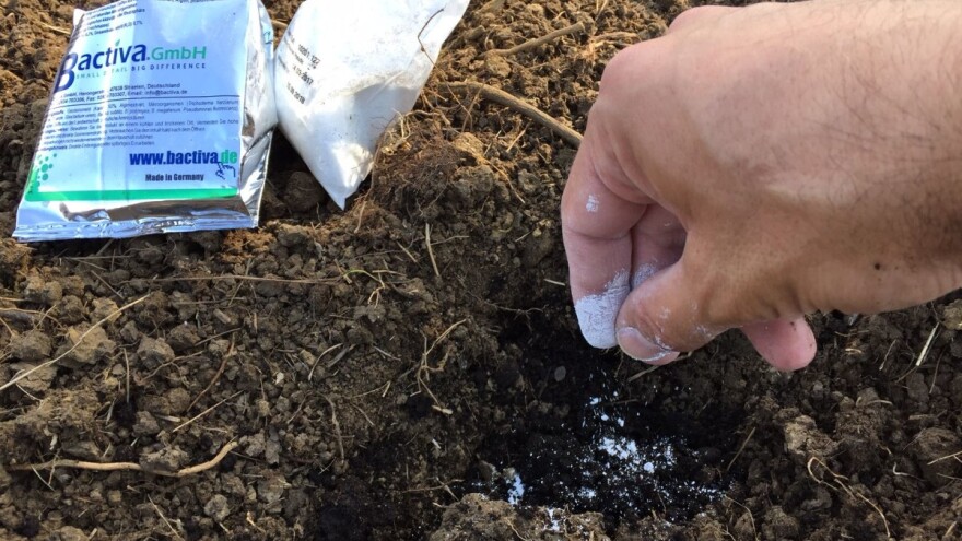 Ojačajte korijen biljaka s korisnim mikroorganizmima - koristite Bactiva vodotopivi inokulant tla!