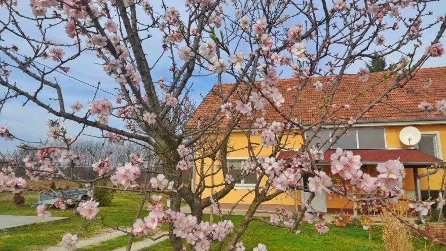 Badem kod Lazarevića već cveta, a da li će i roditi?