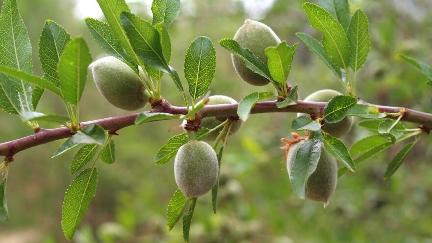 Badem: Veoma zdrav i hranjiv, a zapostavljen