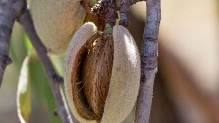 Badem dobro uspeva i na tlu lošijeg kvaliteta - ključna agrotehnika