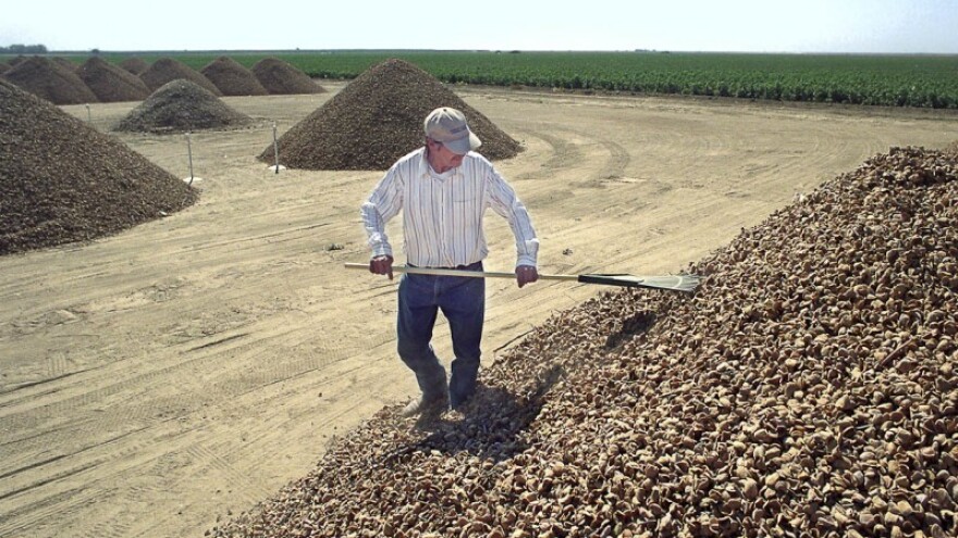 U Bajaderi prvi bademi iz Ravnih kotara