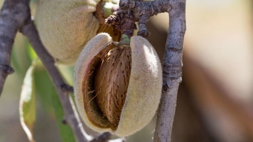 Borba protiv mega farmi: Mlekari se okrenuli bademu i proizvodnji bademovog mleka