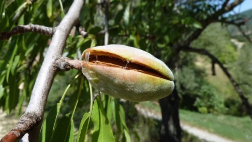 Što sve treba znati o uzgoju i koristima badema?