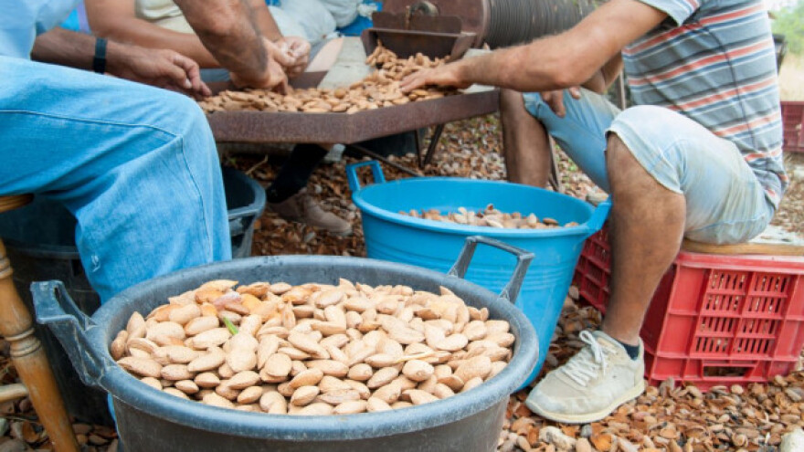 Podcjenjujemo uzgoj badema pa ga moramo uvoziti