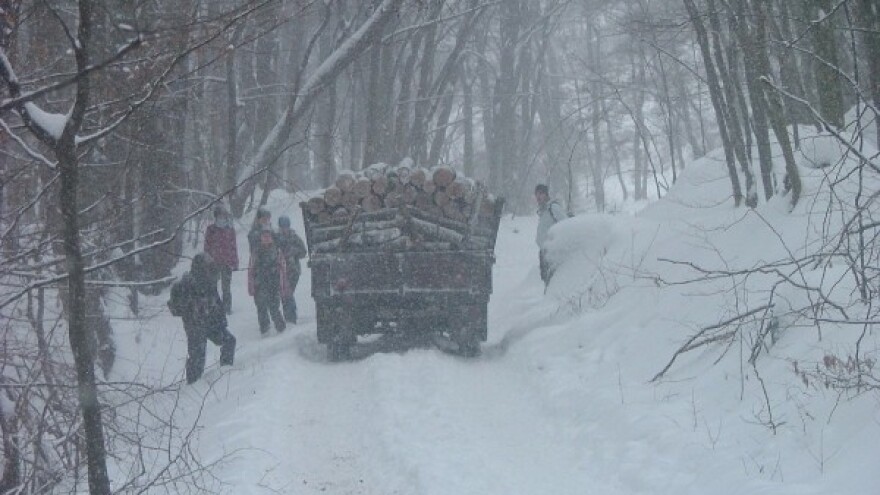 Šteta zbog nekontrolisane seče badnjaka!