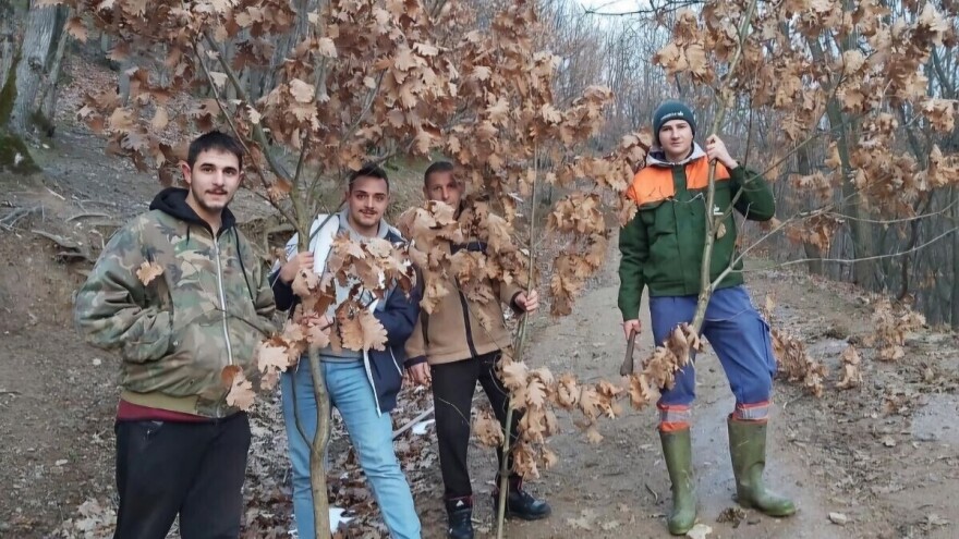 Mora li se po badnjak ići u zoru i zašto se kravajče daje stoci?