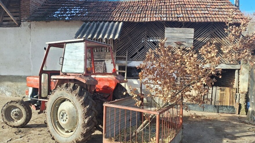 Zrno kukuruza za rodnu godinu, a zašto se muška košulja stavlja na badnjak?