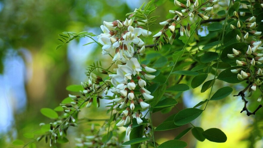 Inicijativa SPOS-a za zasađivanje medonosnog drveća