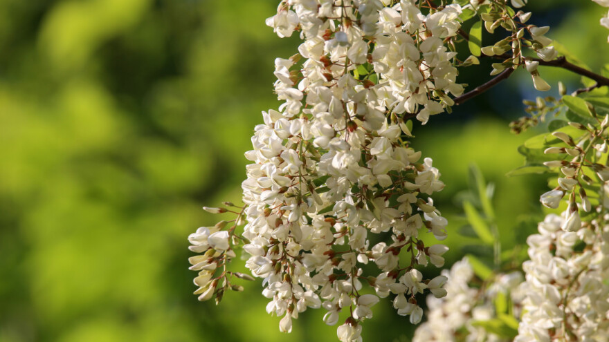 Sirup od bagremovih cvjetova jednostavno je napraviti