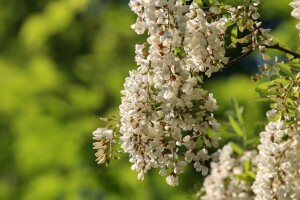 Sirup od bagremovih cvjetova jednostavno je napraviti