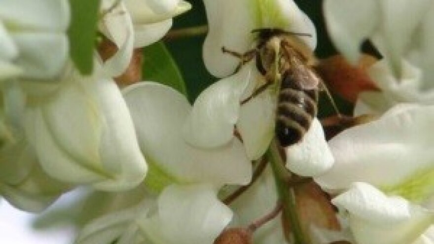 Pčelinja paša na bagremu