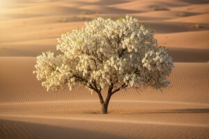 Bagrem - od gradova do pošumljenih peščara