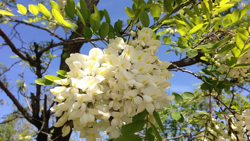 Konačno dobra godina za pčelare!