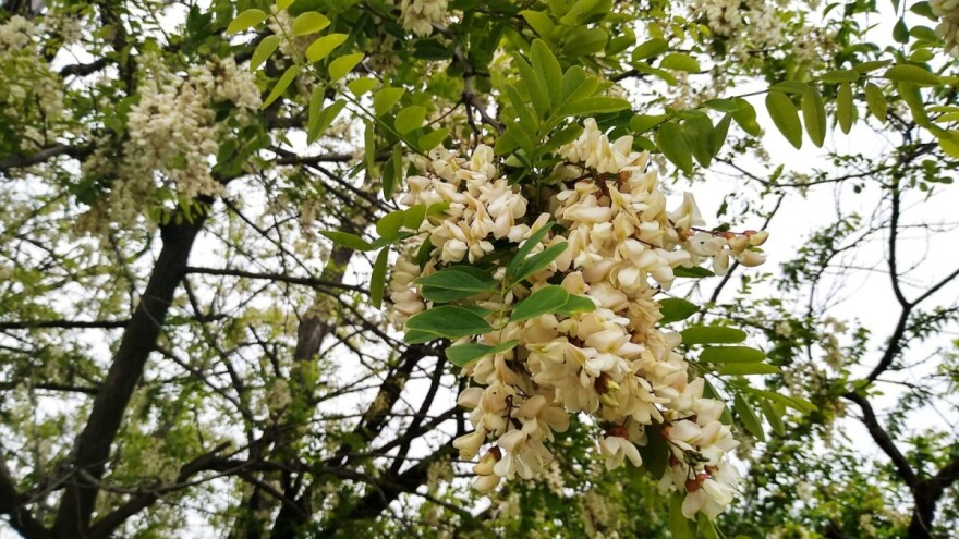 Proizvodnja bagrema - prelivanje semenki vrelom vodom i ručna sadnja