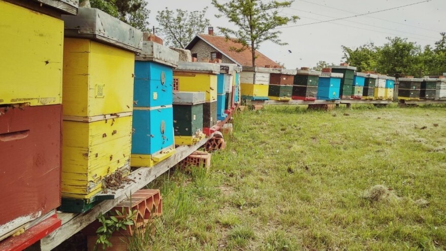 Pripremite pčele za bagremovu pašu