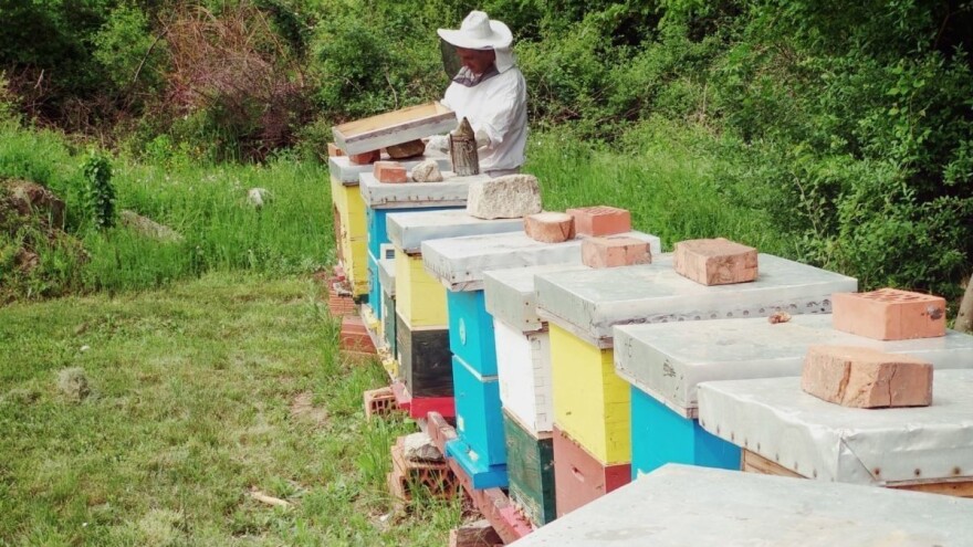 Uspeh bagremove paše zavisi najviše od klimatskih uslova