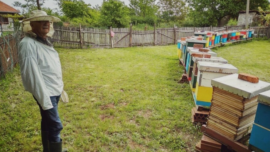 Otvoren konkurs za pčelare: Ne manje od 20 i ne više od 1000 košnica