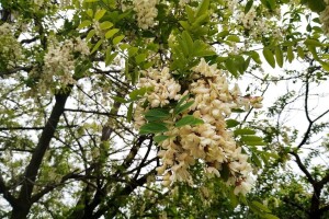 Bagrem - mijenja klimu i namjenu zemljišta