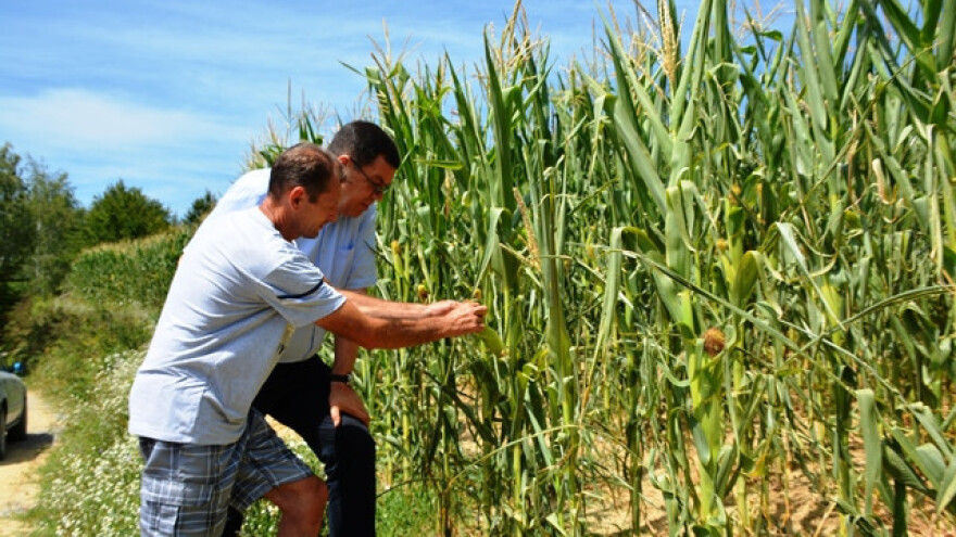Nakon mraza i poplava usjeve pokosila tuča
