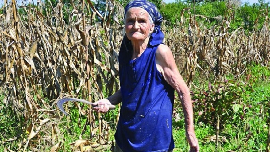 Baka Cvijeta Gavrić (86) i dalje sama žanje kukuruzovinu za svojih 30 ovaca
