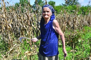 Baka Cvijeta Gavrić (86) i dalje sama žanje kukurozovinu za svojih 30 ovaca