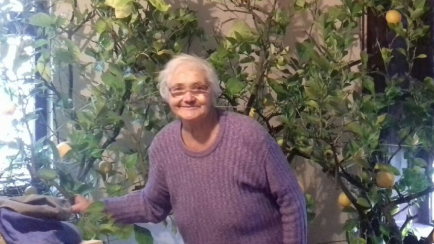 Stablo limuna bake Gabrijele starije je od pola stoljeća