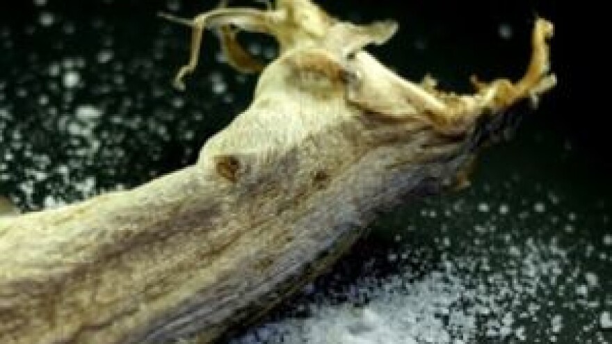 Dani bakalara u Dubrovniku