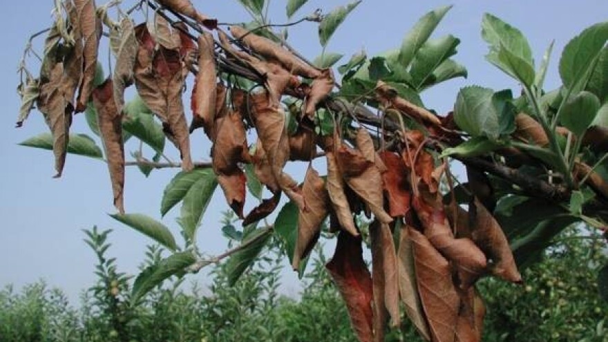 Zaštitom protiv bolesti koštičavog voća
