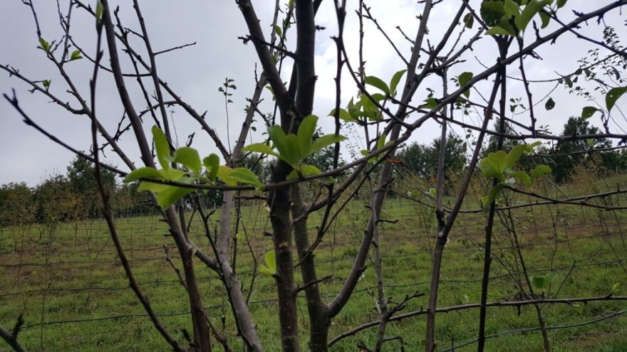 Bakterijski rak koštičavog voća