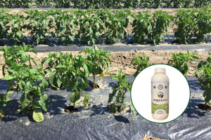 Ne "ulijenjujte" biljke pesticidima - ojačajte ih Organico korisnim mikroorganizmima!