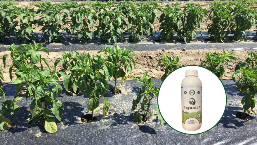 Ne "ulijenjujte" biljke pesticidima - ojačajte ih Organico korisnim mikroorganizmima!