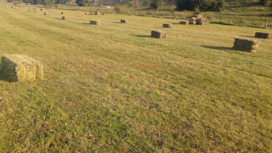 Gacko: Sijeno slabo rodilo, poljoprivrednici u problemu, skočila mu i cijena