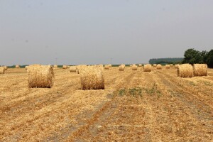 Izmjene Pravilnika o provedbi izravne potpore poljoprivredi i IAKS mjera