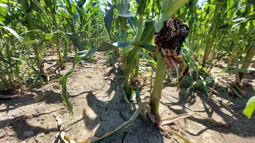 Zemlji preti suša, uslovi povoljni za razvoj bolesti i štetočina