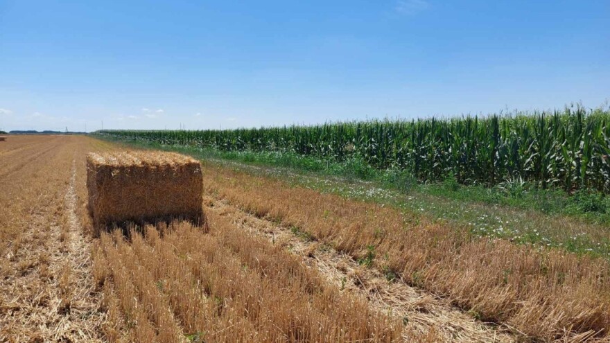 Prinosi i kvalitet bh. pšenice su zadovoljavajući, ali gdje će završiti?